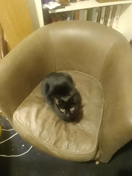 Tales and Tails and NMCs  -  the Excellent Cats March On