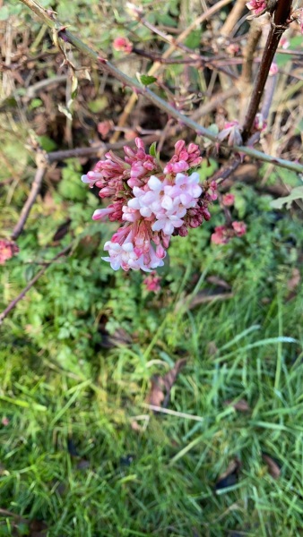 Plant ID please