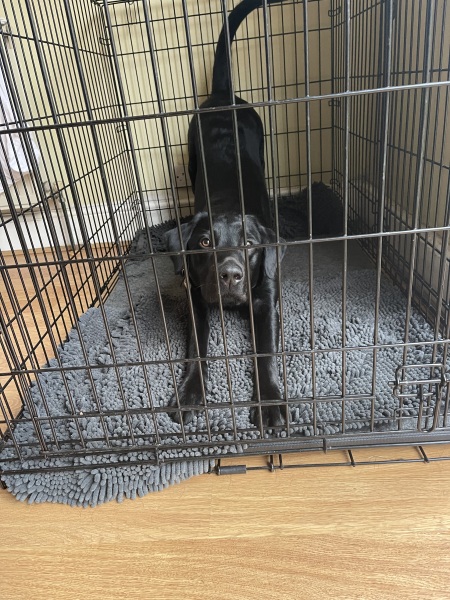 What is your dog doing right now?