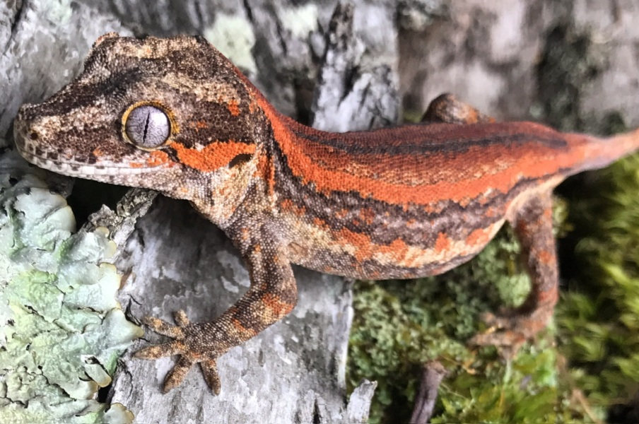 Gecko names?