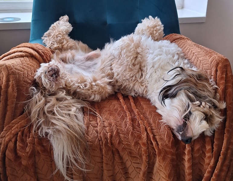 Is  Your Dog Bossy? ( Lighthearted)