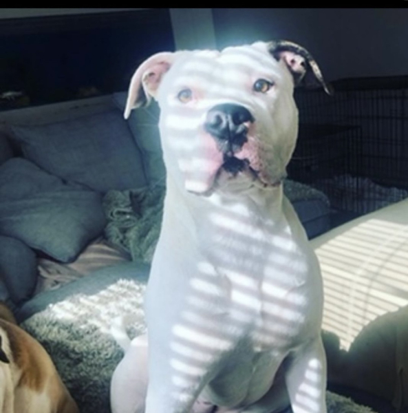 Pet photo thread