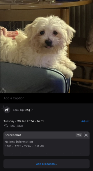 Need help identifying dog!