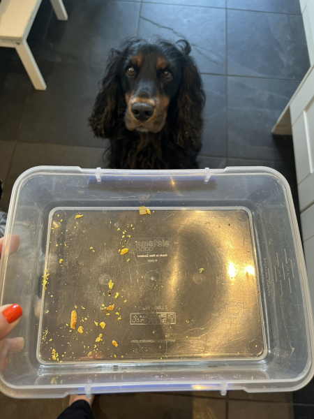 please cheer me up with photos of your guilty looking dogs