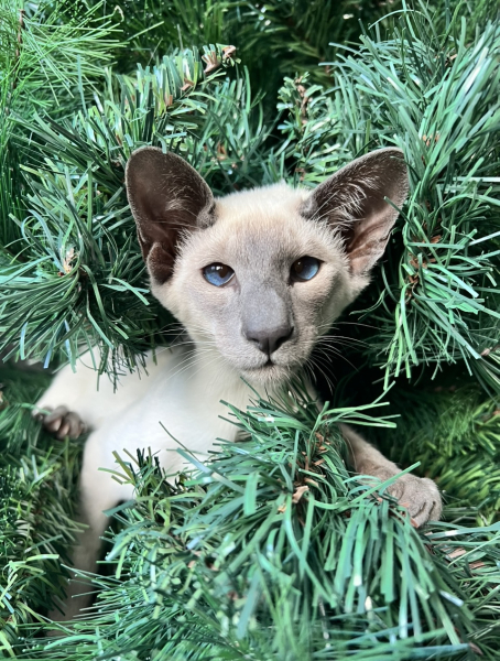 For those who have lost their kitties recently....