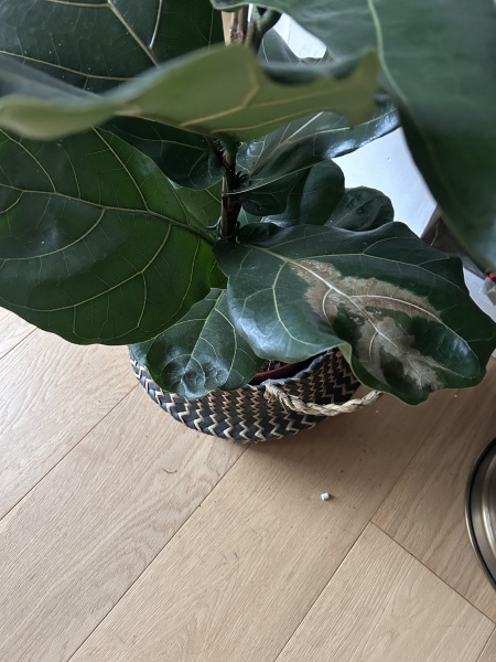 Ficus fig leaf plant - what’s wrong with it?