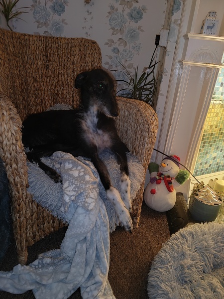 please cheer me up with photos of your guilty looking dogs