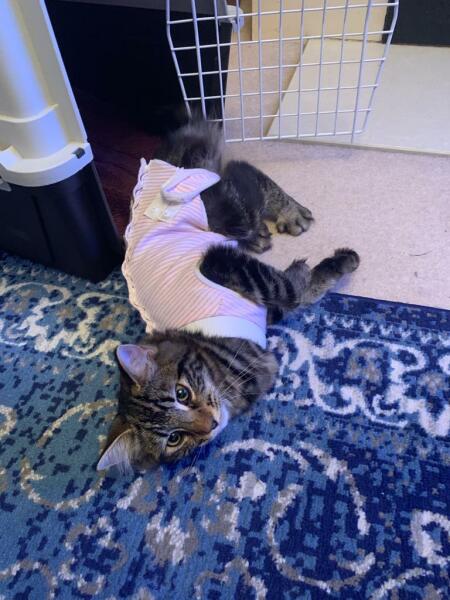 Kitten vests
