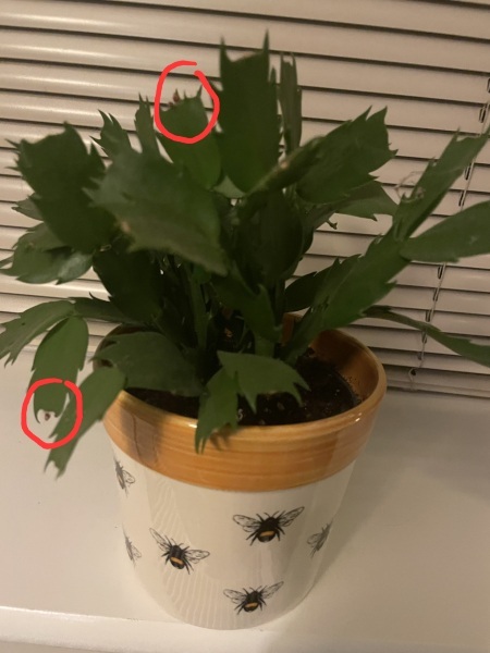 My Christmas cactus didn't flower