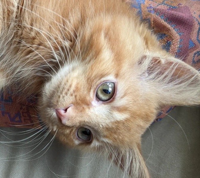 Brexit mega thread part 12: David Cameron: Return of the King