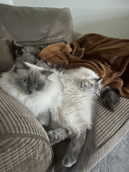 To get one kitten or two?