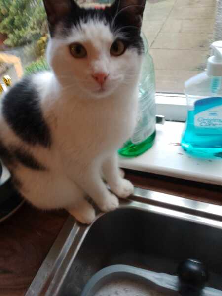 Pet photo thread