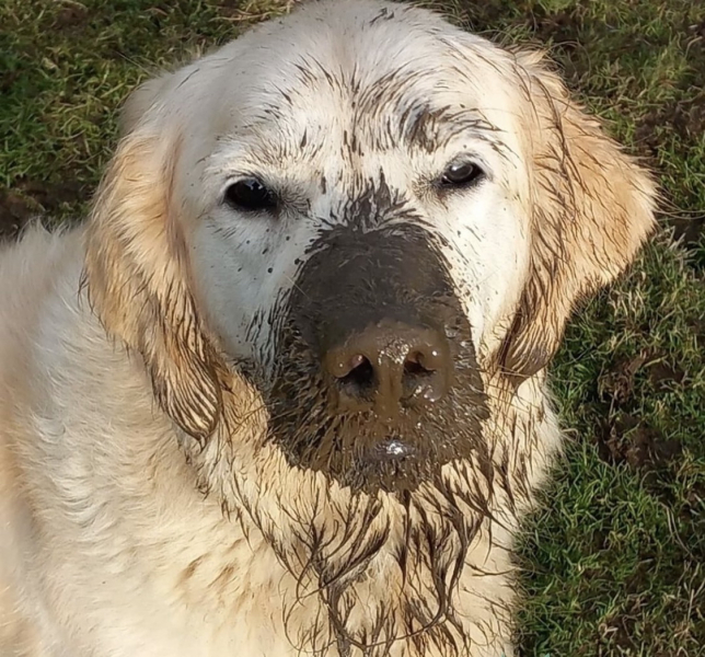 please cheer me up with photos of your guilty looking dogs