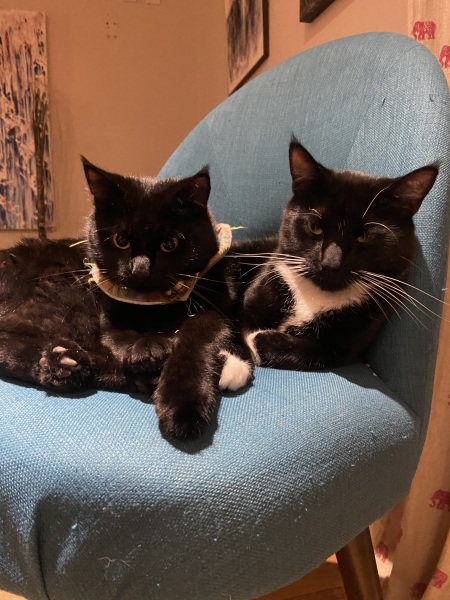 To get one kitten or two?