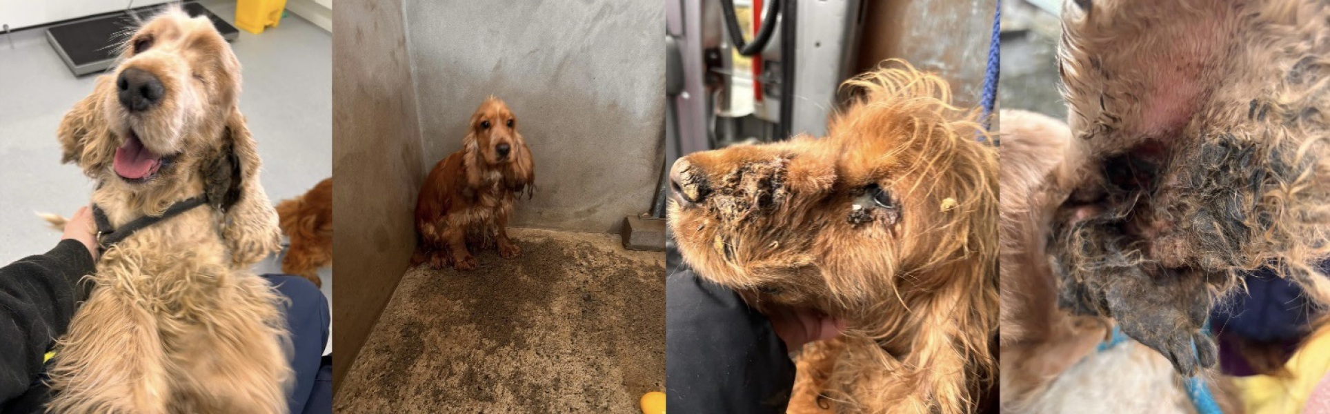 Warning-upsetting photos. 22 dogs rescued from breeder