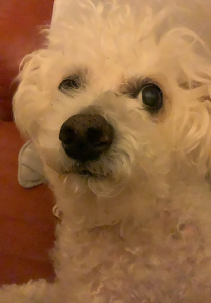 Pet photo thread