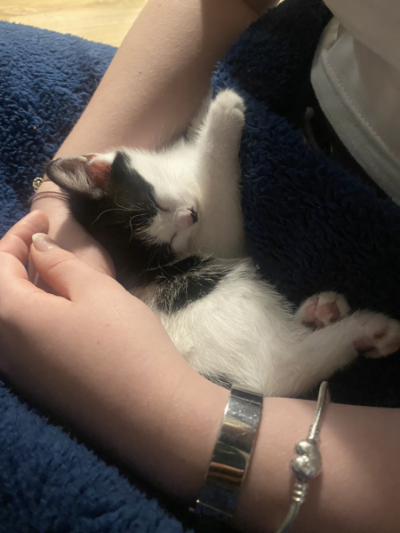 New kittens