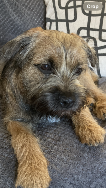 Puppy Survival Thread - for old and new pups heading into winter