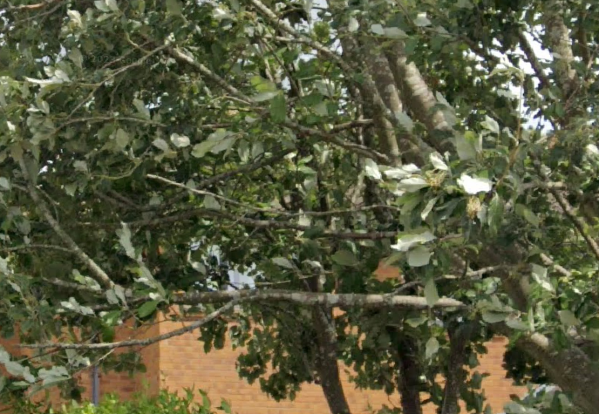 what tree is this one? thanks