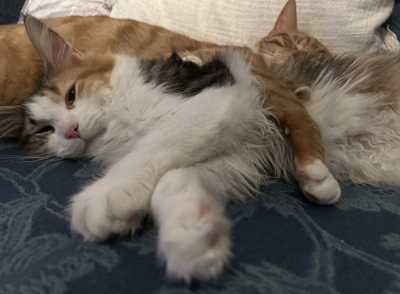 Tales and Tails and NMCs  -  the Excellent Cats March On