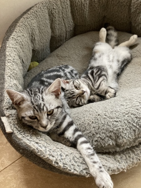 To get one kitten or two?