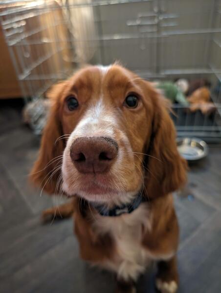please cheer me up with photos of your guilty looking dogs