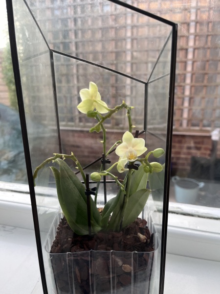 Orchid help!