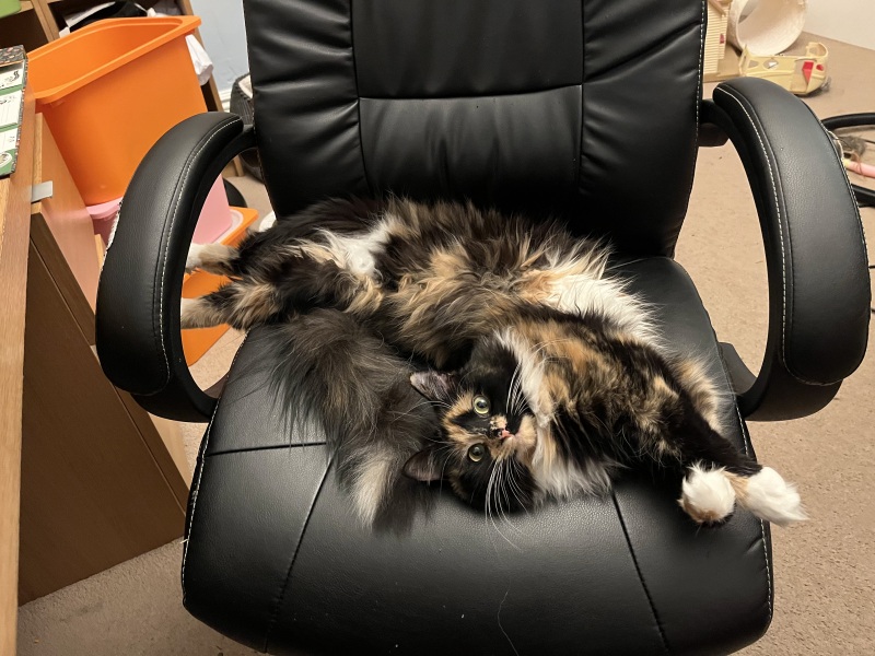 Pet photo thread