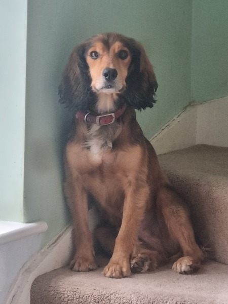 please cheer me up with photos of your guilty looking dogs
