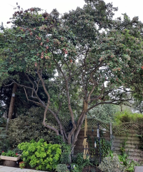 Hard Pruning Cotoneaster Cornubia
