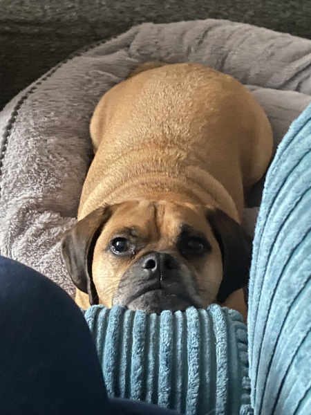 Pet photo thread