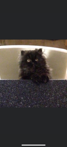 What compliments do you pay your cat?
