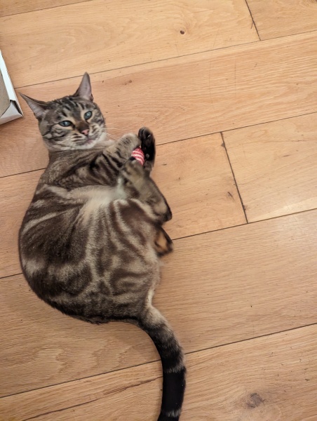 Christmas with the Excellent Cats