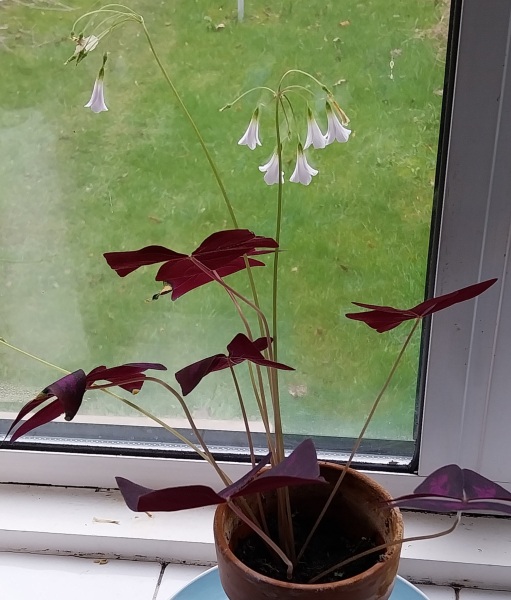 My aloe vera is flowering