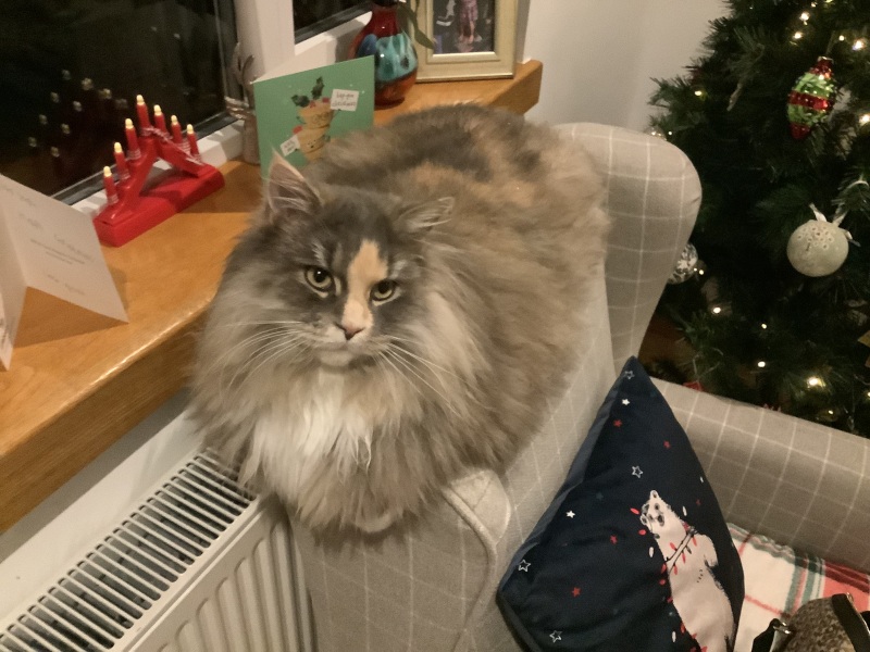 What compliments do you pay your cat?