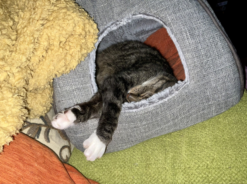 Old story - fussy cat - advice on food?