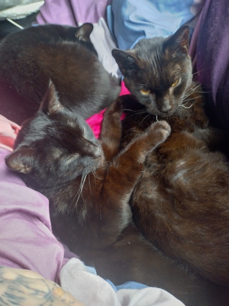 Christmas with the Excellent Cats