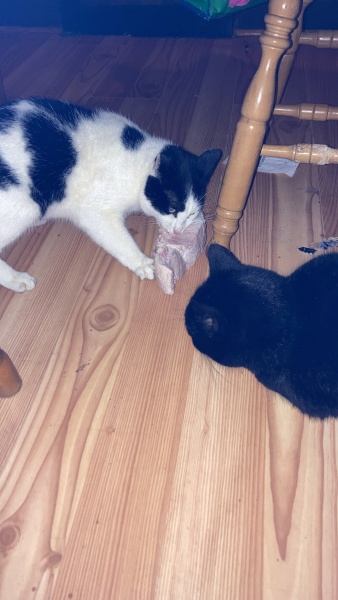 I think my cat stole someone's Sunday lunch