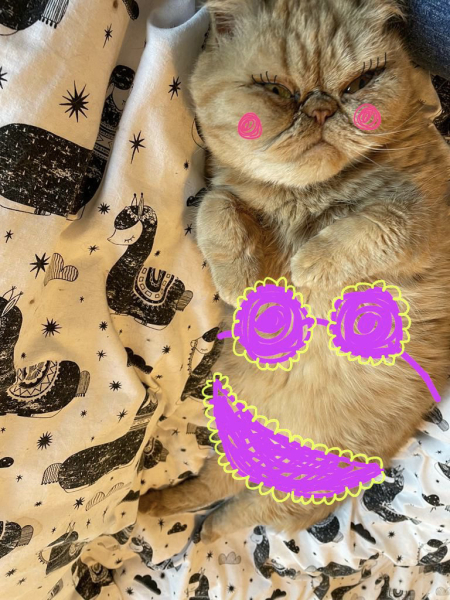 Christmas with the Excellent Cats