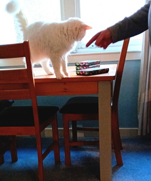 Christmas with the Excellent Cats