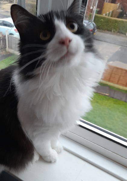 @Mrsflood is my cat part main coon