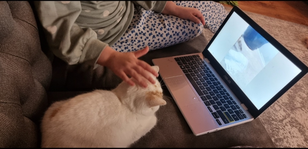 Advice needed for situation with poorly cat