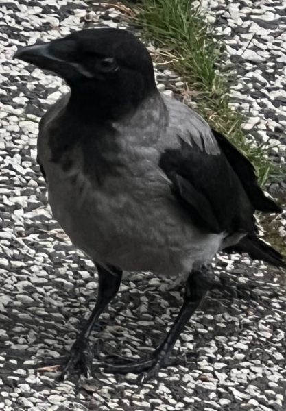 To be scared that I’m still marked by the crows?