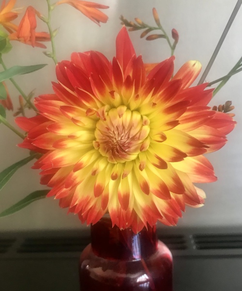 Is anyone ready to be excited about dahlias yet?