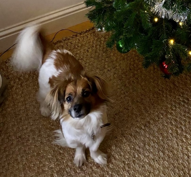 This is my DD’s rescue dog-and here’s the game.