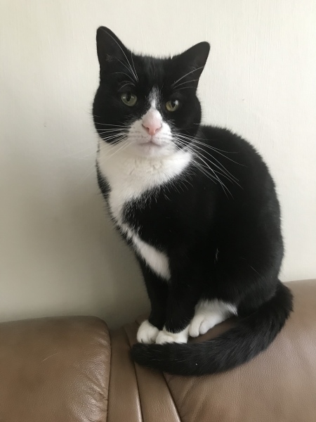 Tales and Tails and NMCs  -  the Excellent Cats March On