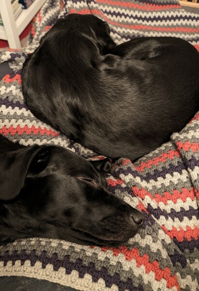 What is your dog doing right now?