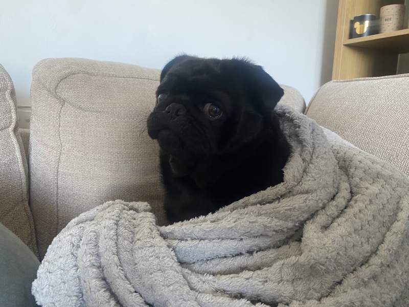 please cheer me up with photos of your guilty looking dogs
