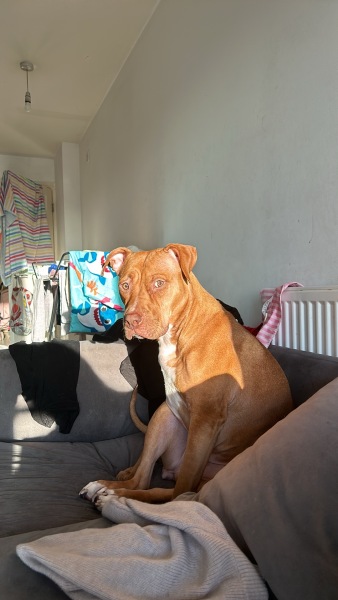 XL bully type question