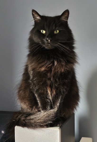 Tales and Tails and NMCs  -  the Excellent Cats March On